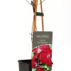 Waldrebe Clematis rot H 40 - 60 cm 2 L Eckcontainer