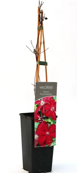Waldrebe Clematis rot H 40 - 60 cm 2 L Eckcontainer
