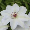 Waldrebe Clematis weiß H 40 - 60 cm 2 L Eckcontainer