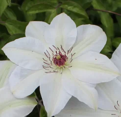 Waldrebe Clematis weiß H 40 - 60 cm 2 L Eckcontainer