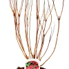 Weigelie Bristol Ruby 3 l Container