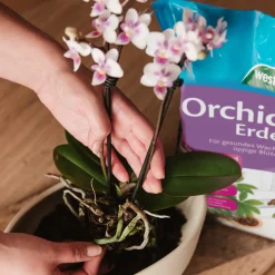 Westland Orchideen Erde 4 l