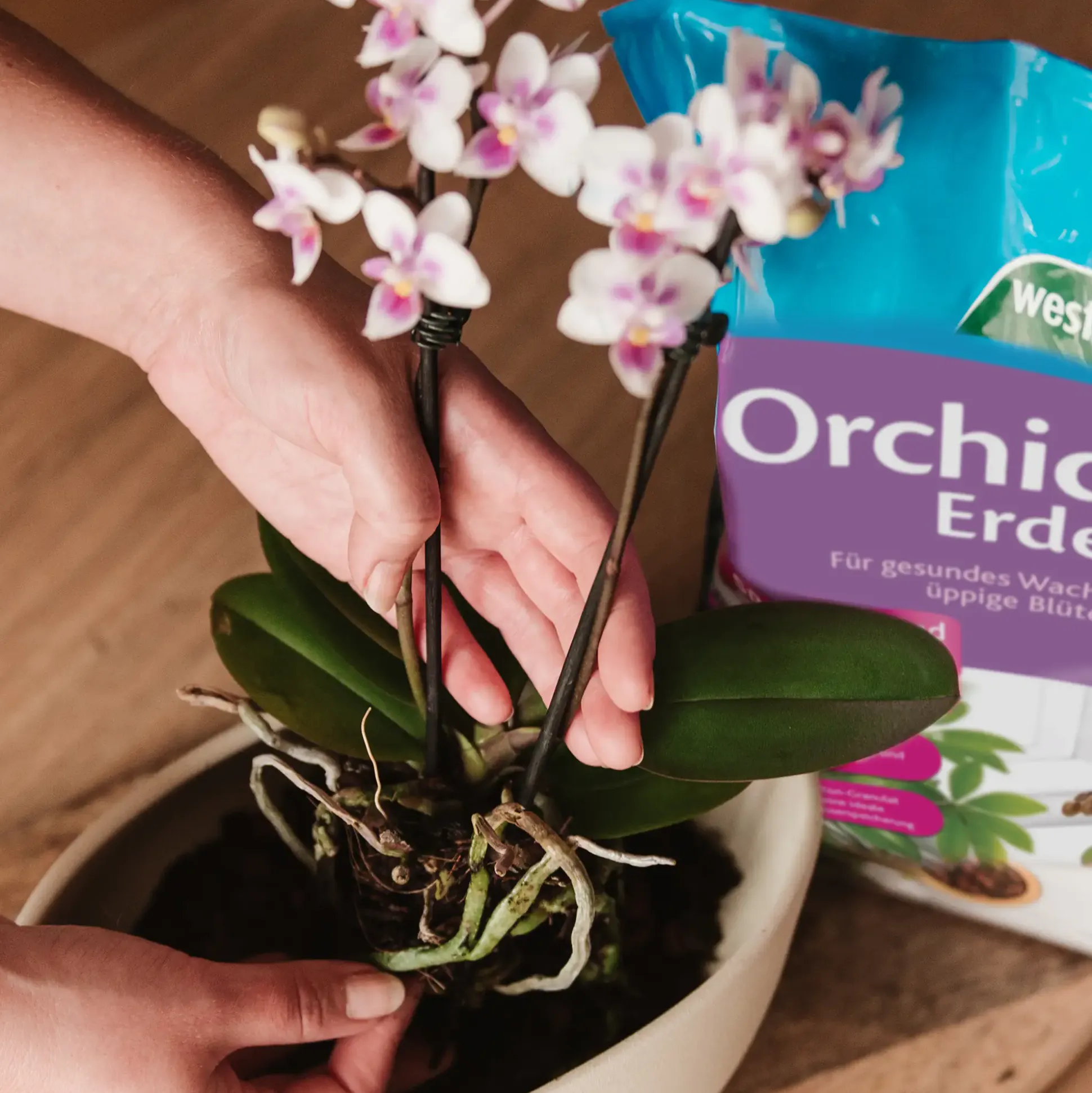 Westland Orchideen Erde 4 l