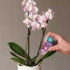 Westland Orchideen Vitalkur 40 ml