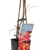 Wilder Wein Veitchii 2 L Eck-Container