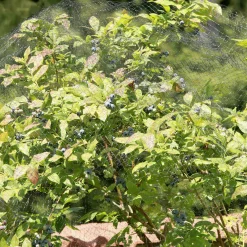 Windhager Vogelschutznetz Ortonet 10 x 2 m