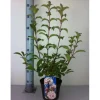 Winterschneeball 3 l Container, 60-80 cm hoch