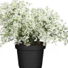 Wolfsmilch Euphorbia Diamond Frost 12 cm Topf