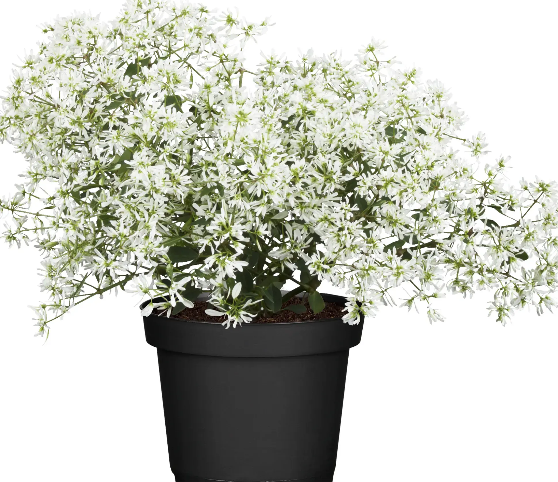 Wolfsmilch Euphorbia Diamond Frost 12 cm Topf