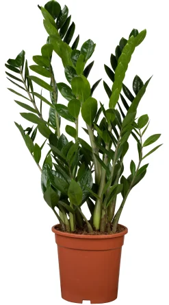 Zamioculcas Zamifolia Glücksfeder 80 cm 21 cm Topf
