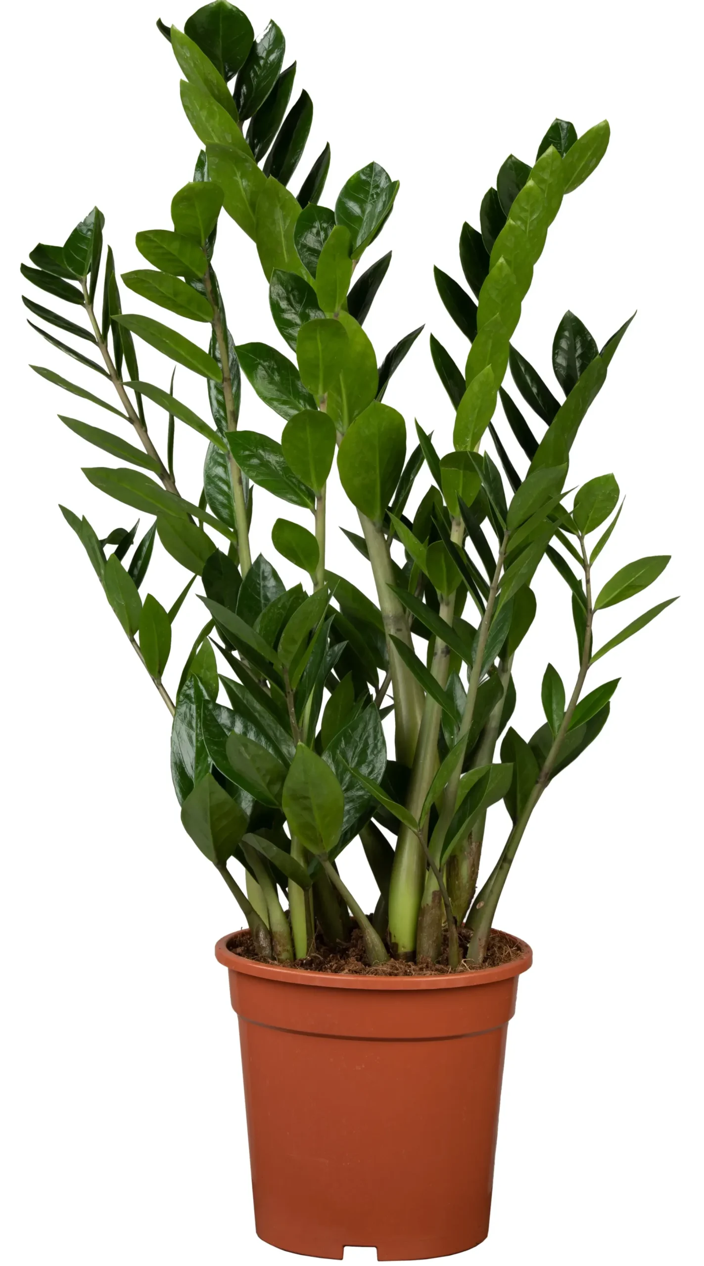 Zamioculcas Zamifolia Glücksfeder 80 cm 21 cm Topf