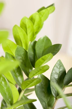 Zamioculcas Zamifolia Glücksfeder 80 cm 21 cm Topf