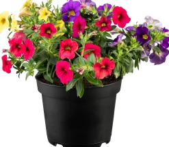 Zauberglöckchen Petunie Trio Calibrachoa Calipetite 13 cm Topf