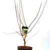 Zierapfel 7 l Container