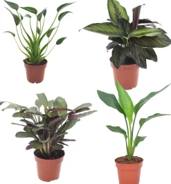 Zimmerpflanzen-Set im 12 cm Topf mit Pfeilblatt, Korbmarante, Gebetspflanze & Baumstrelitzie