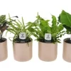 Zimmerpflanzen-Set im 12 cm Keramiktopf mit Gebetspflanze, Grünlilie, Streifenfarn & Bananenpalme