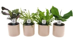 Zimmerpflanzen-Set im 12 cm Keramiktopf mit Gebetspflanze, Grünlilie, Streifenfarn & Bananenpalme