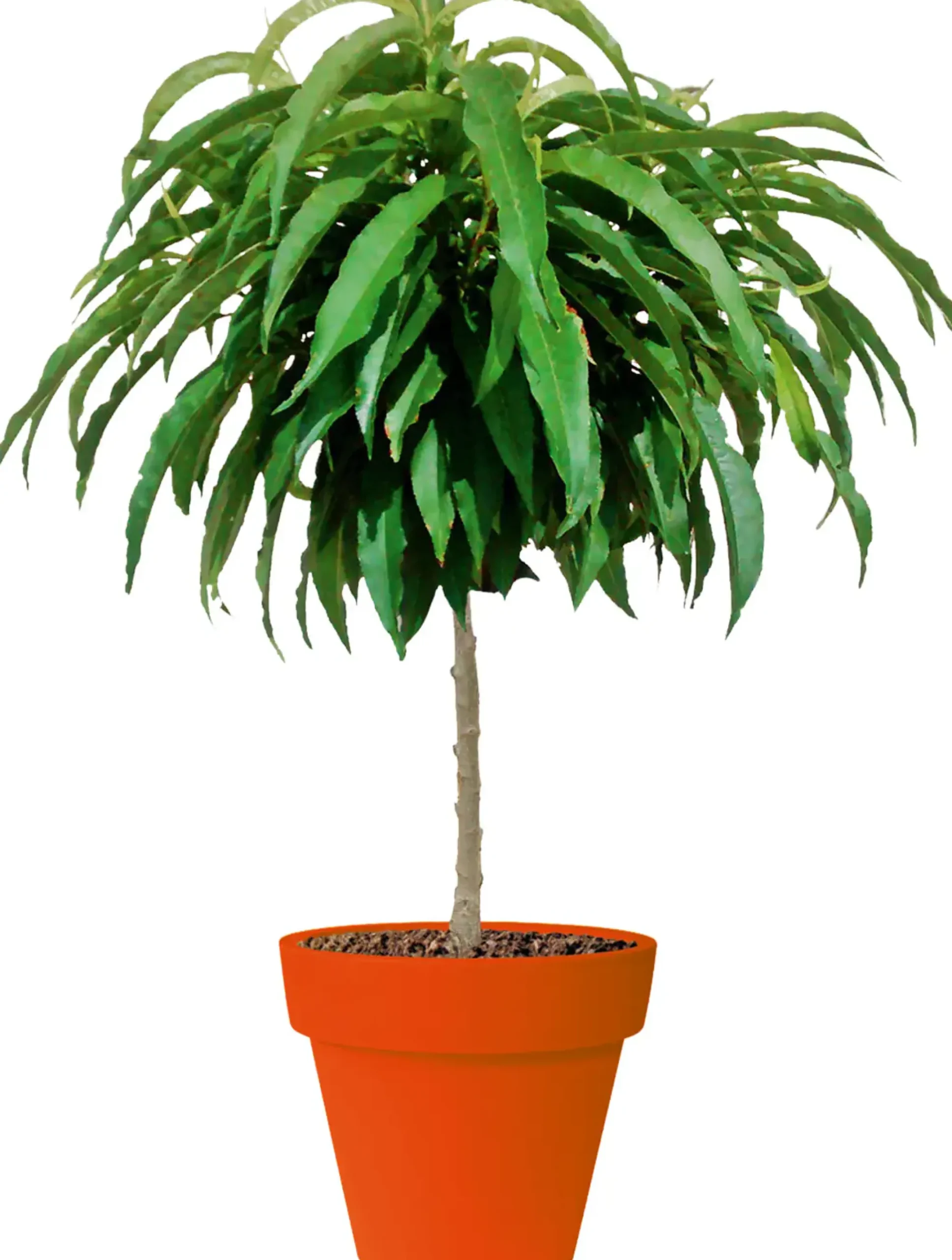 Zwergobst in Sorten Nektarine oder Pfirsich H 70-100 cm, 5 Liter Container