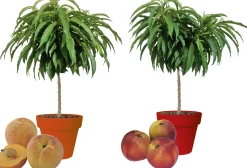 Zwergobst in Sorten Nektarine oder Pfirsich H 70-100 cm, 5 Liter Container