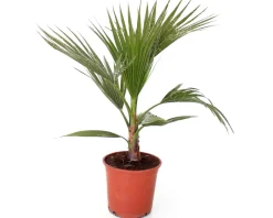 Zwergpalme Chamaerops Humilis H ca. 60 - 80 cm 20 cm Topf