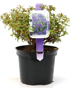 Zwergrhododendron H 15- 20 cm 2 L Container
