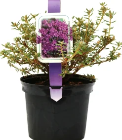 Zwergrhododendron H 15- 20 cm 2 L Container