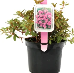 Zwergrhododendron H 15- 20 cm 2 L Container
