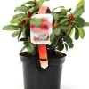 Zwergrhododendron Repens Scarlett Wonder 2 L Container