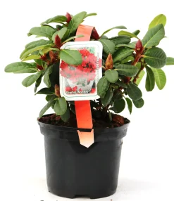 Zwergrhododendron Repens Scarlett Wonder 2 L Container