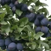 Zwetschgenbaum Wangenheimer Frühzwetsche 7,5 L Container 7,5 L Container